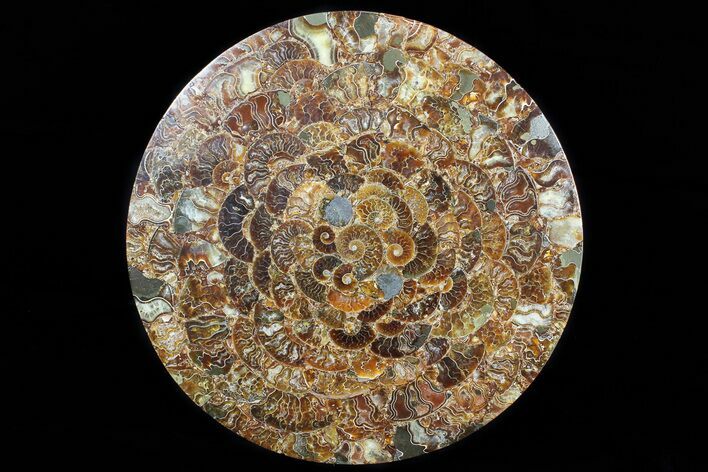 Composite Plate Of Agatized Ammonite Fossils #77785